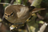Reed Warbler 